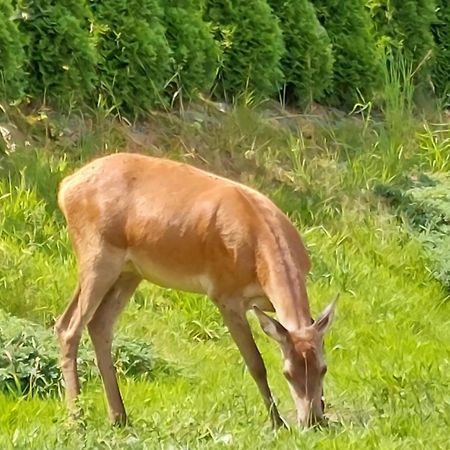 Domek Pod Holica Bieszczady Villa Ustrzyki Dolne Kültér fotó